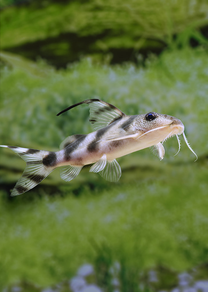 Decorus Catfish