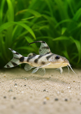 Decorus Catfish