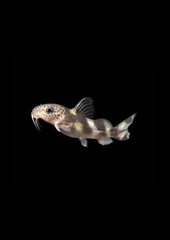 Decorus Catfish