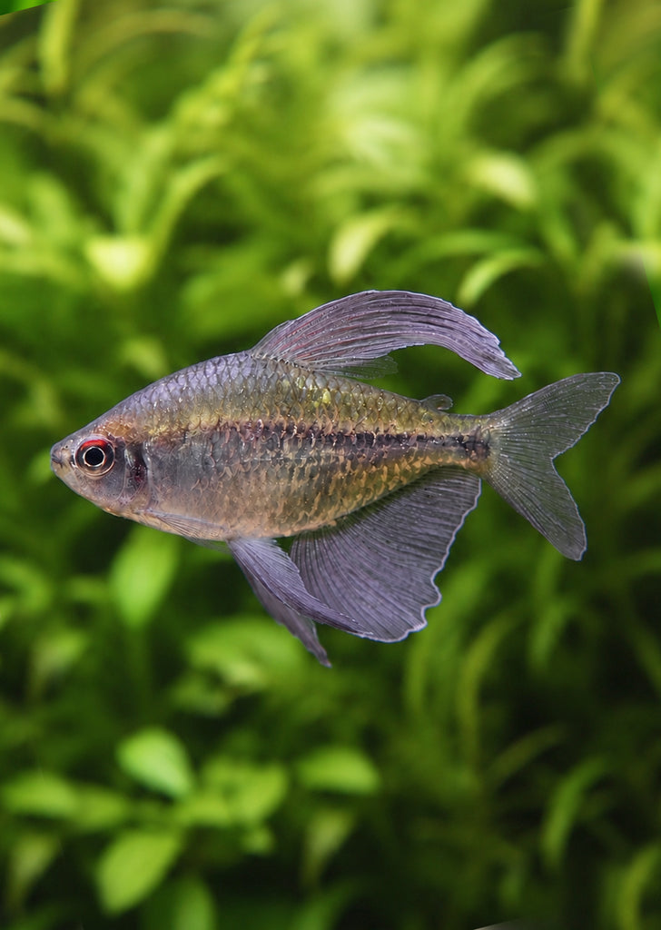 Diamond Tetra