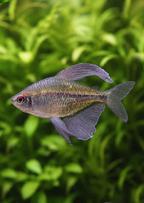 Diamond Tetra