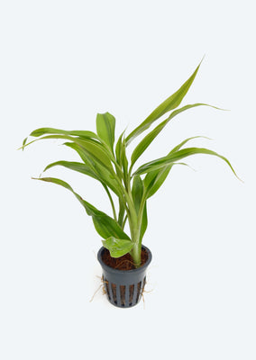 Dracena Sanderiana 'Gold'