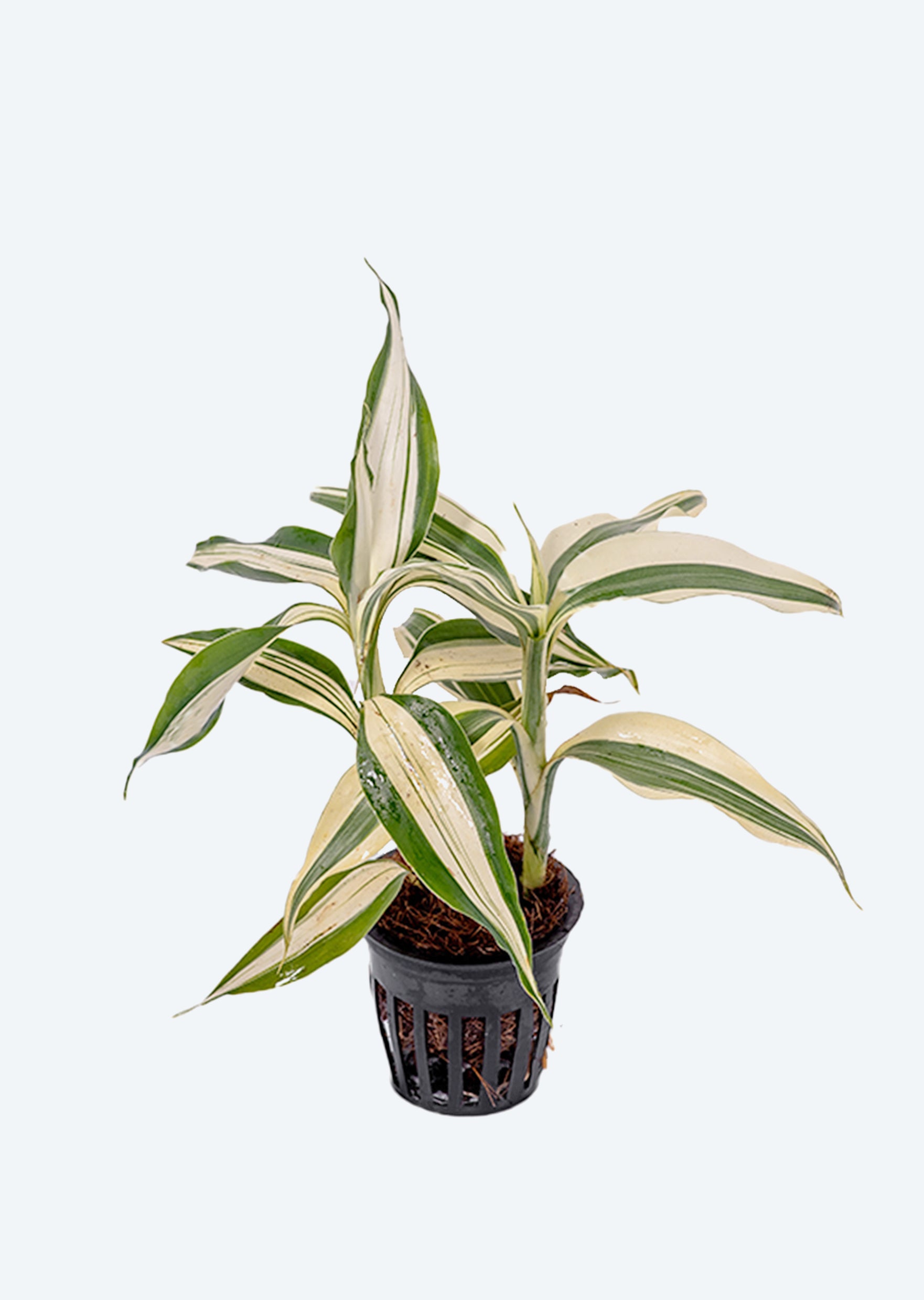 Dracena Sanderiana 'White' | Jungle & Terrarium Plants UAE