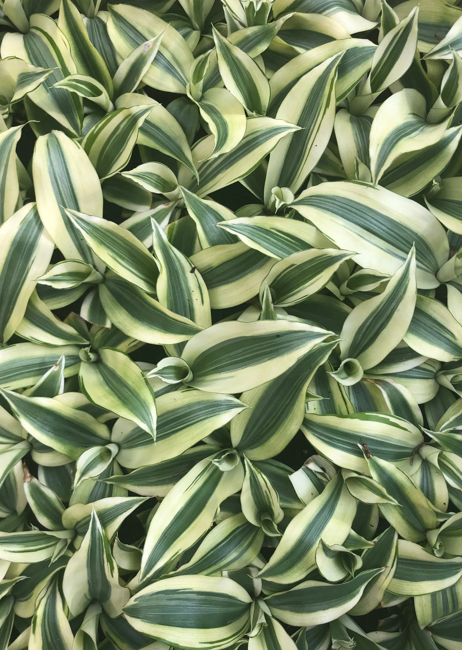 dracaena sanderiana natural habitat Dracena Sanderiana 'White' | Jungle & Terrarium Plants UAE