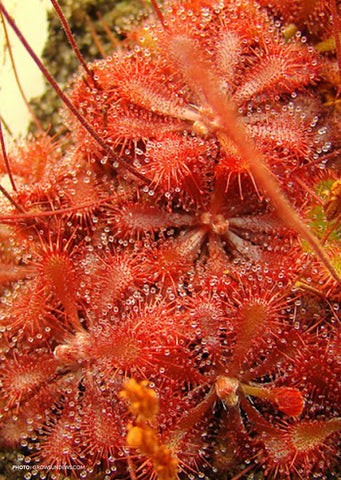 Drosera spatulata (Terrestrial)