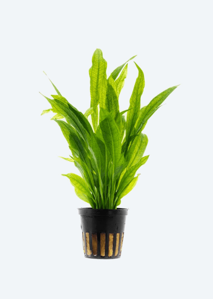 Echinodorus bleheri