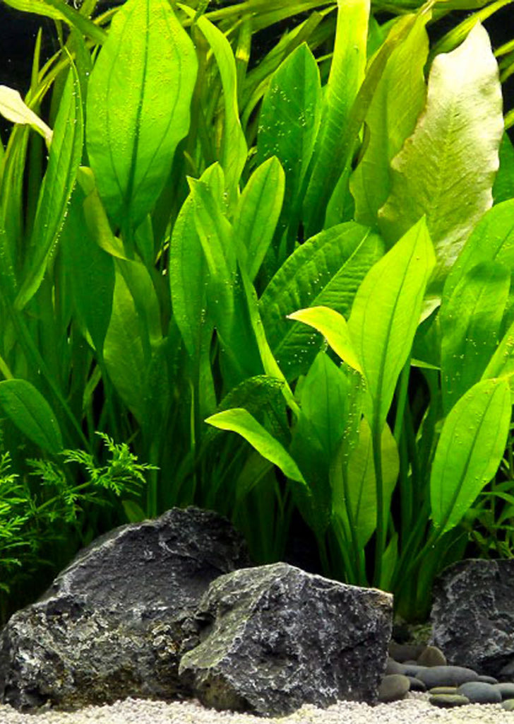 Echinodorus bleheri