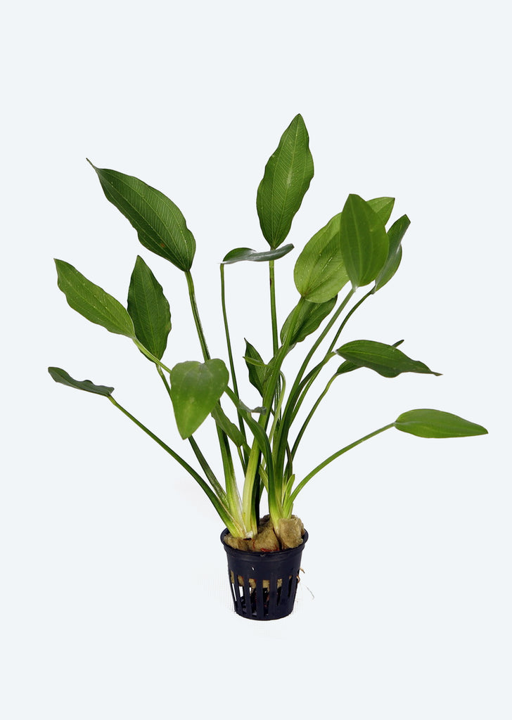 Echinodorus grandiflorus