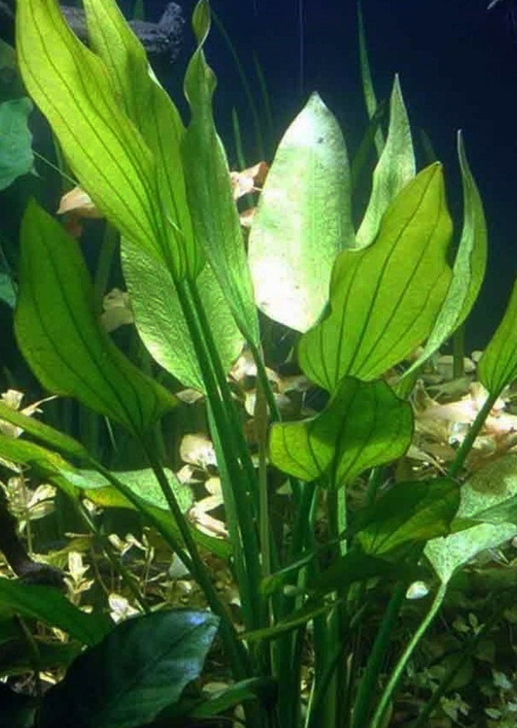 Echinodorus grandiflorus