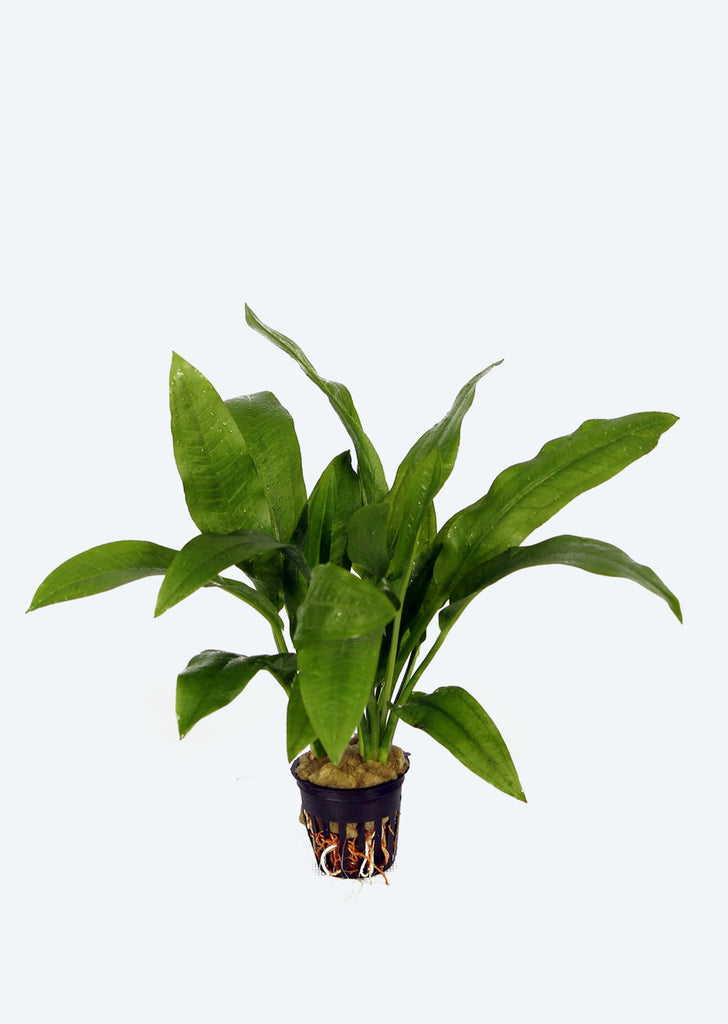 Echinodorus amazonicus