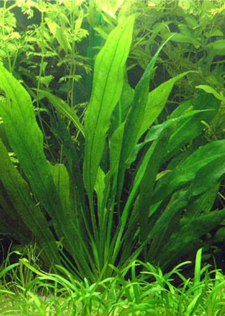 Echinodorus amazonicus