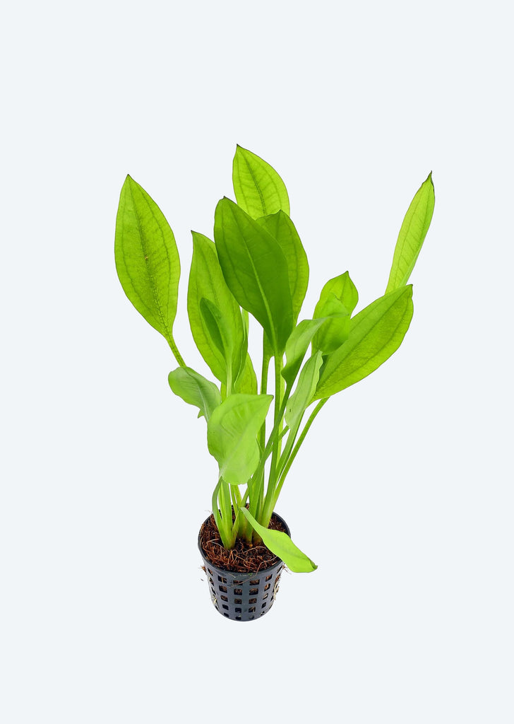 Echinodorus cordifolius