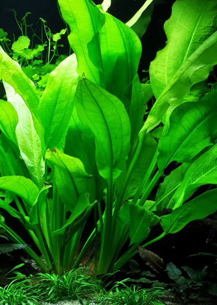 Echinodorus cordifolius