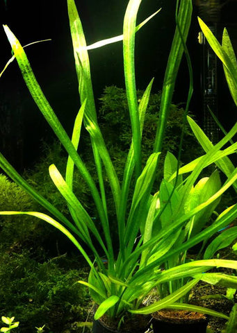 Echinodorus decumbens