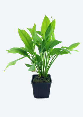 Echinodorus 'Bleherae' XL