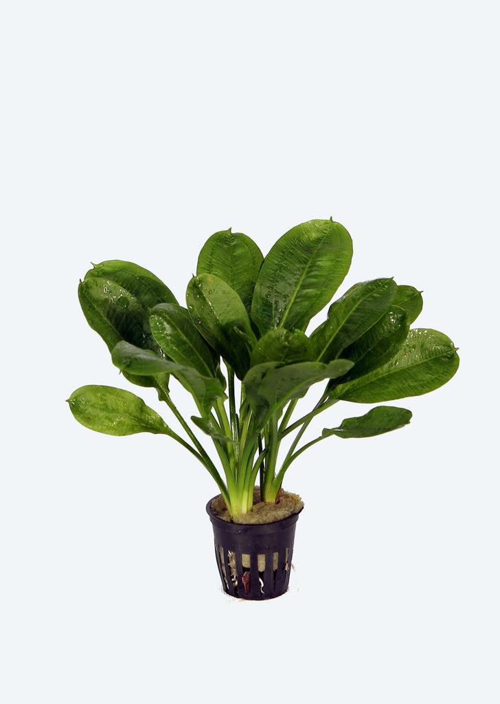 Echinodorus g. 'Tropica'