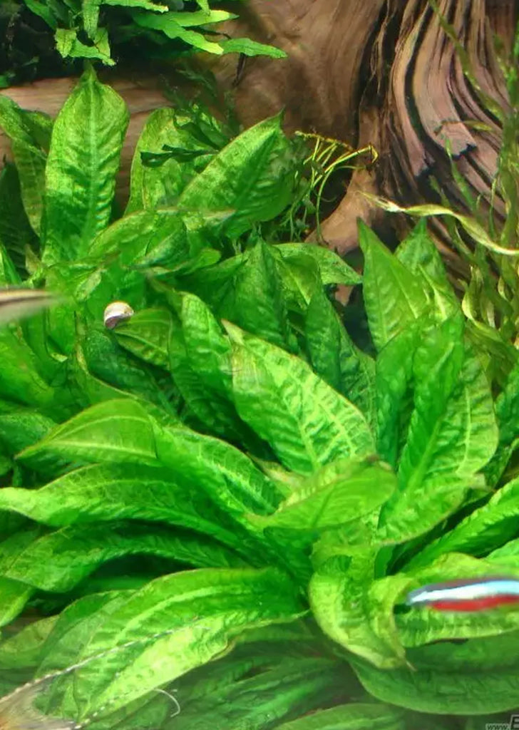 Echinodorus g. 'Tropica'