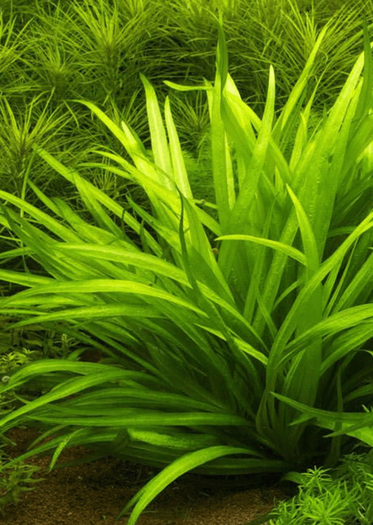 Echinodorus quadricostatus