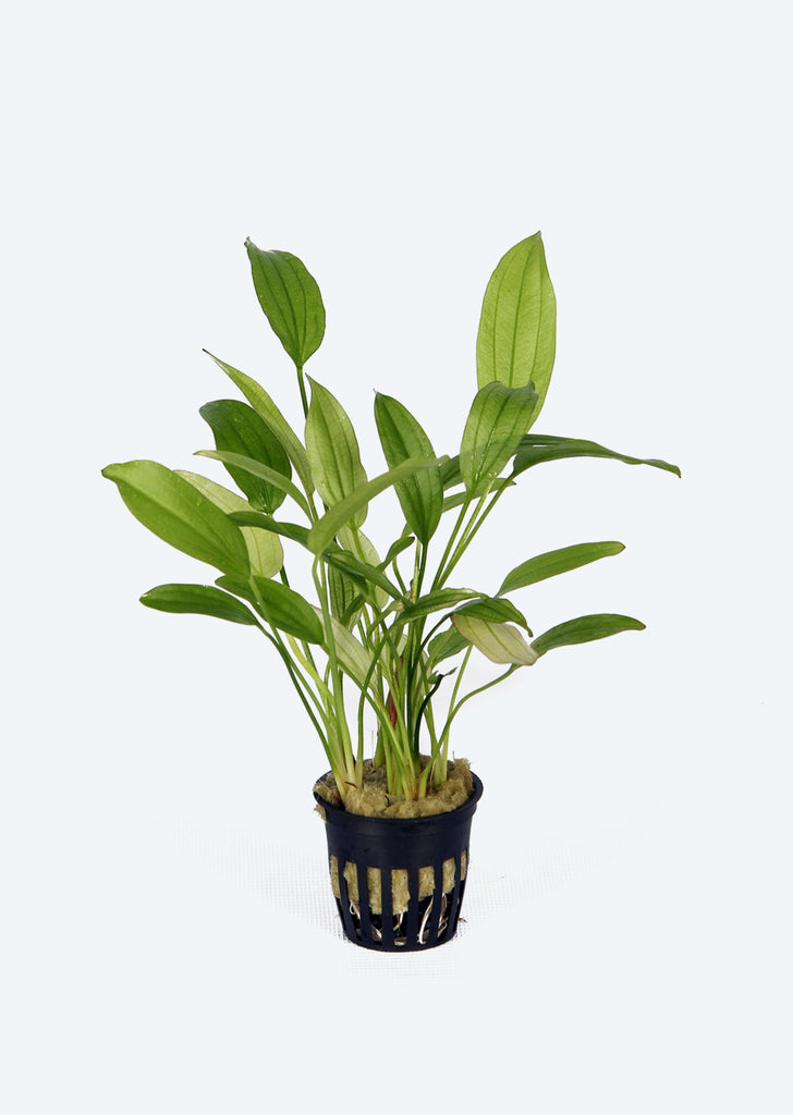Echinodorus rosé