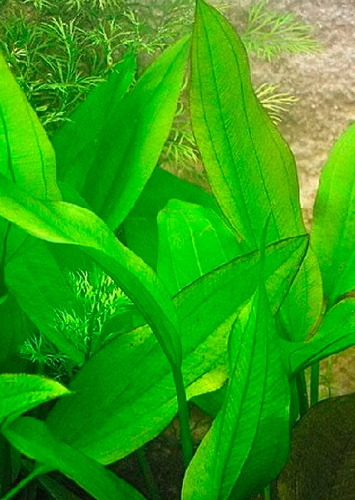 Echinodorus subulatus