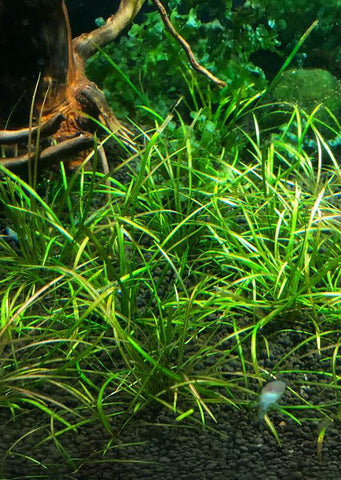Echinodorus tennelus ‘micro’