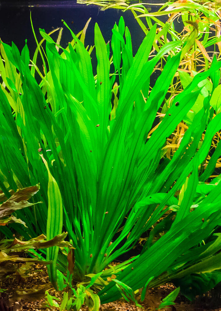 Echinodorus uruguayensis