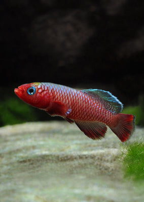 Eggersi Red Killifish