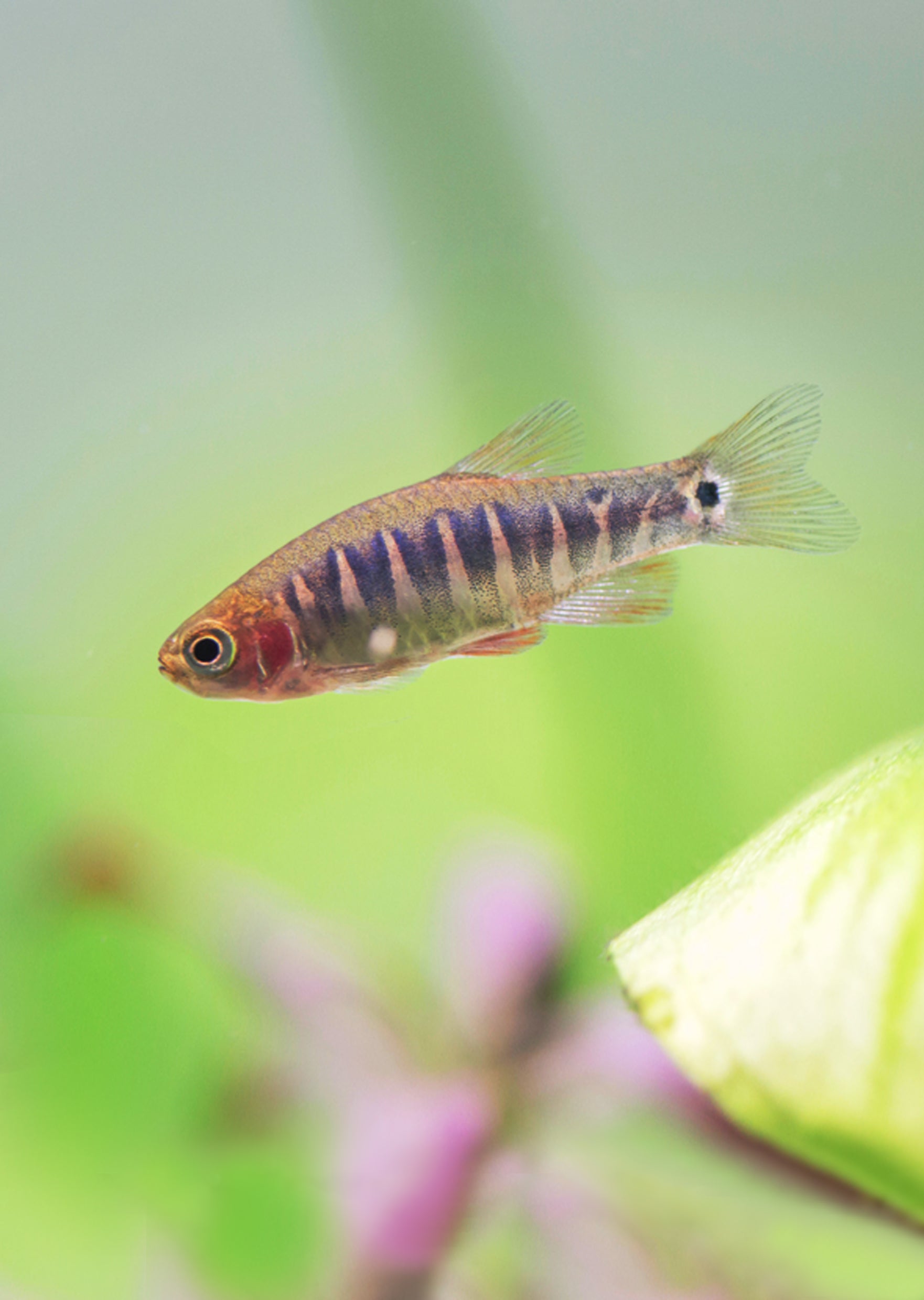 Dwarf Rasboa Emerald Dwarf Rasbora | Live Tropical Fish UAE | Discus.ae