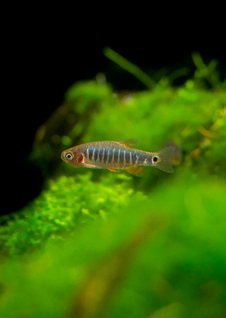 Emerald Dwarf Rasbora