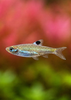 Emerald Eye Rasbora