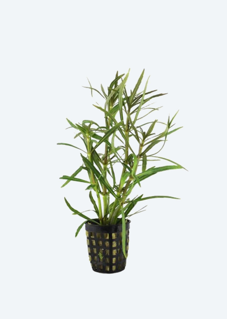 Eustralis stellata