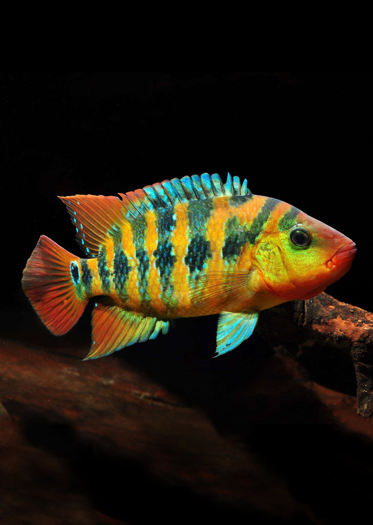 Red Fiesta Cichlid