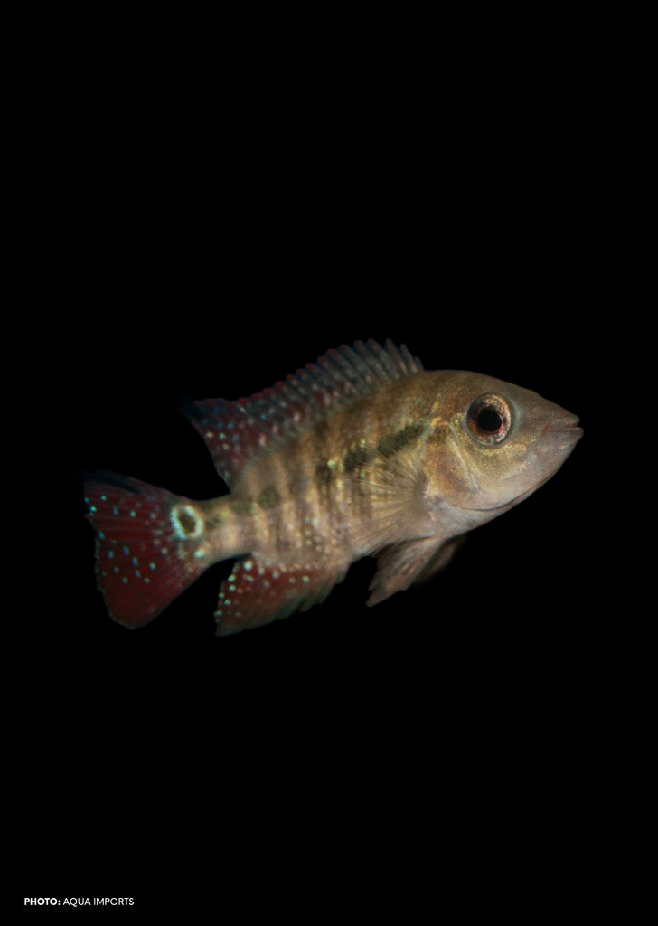 Red Fiesta Cichlid