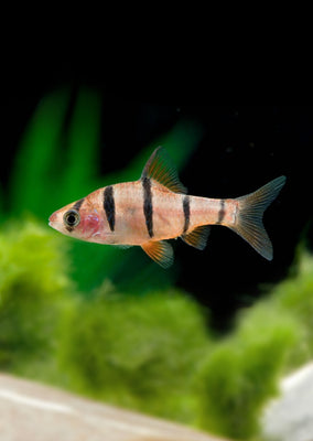 Five Banded Barb