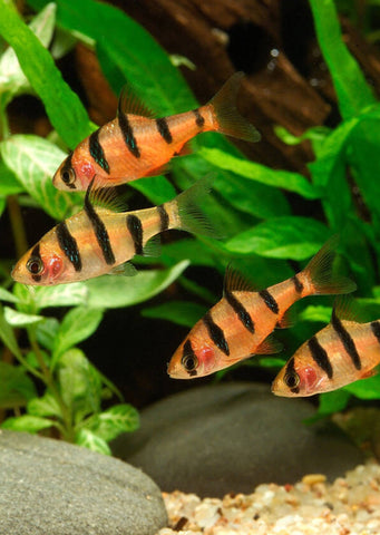 Five Banded Barb