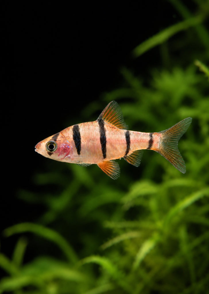 Five Banded Barb