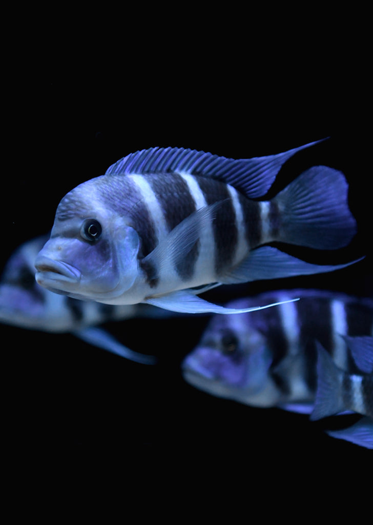 Frontosa Blue Mpimbwe