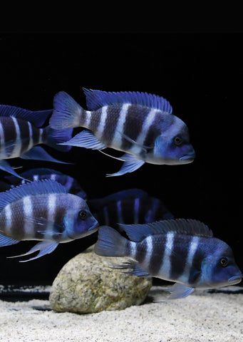 Frontosa Blue Mpimbwe