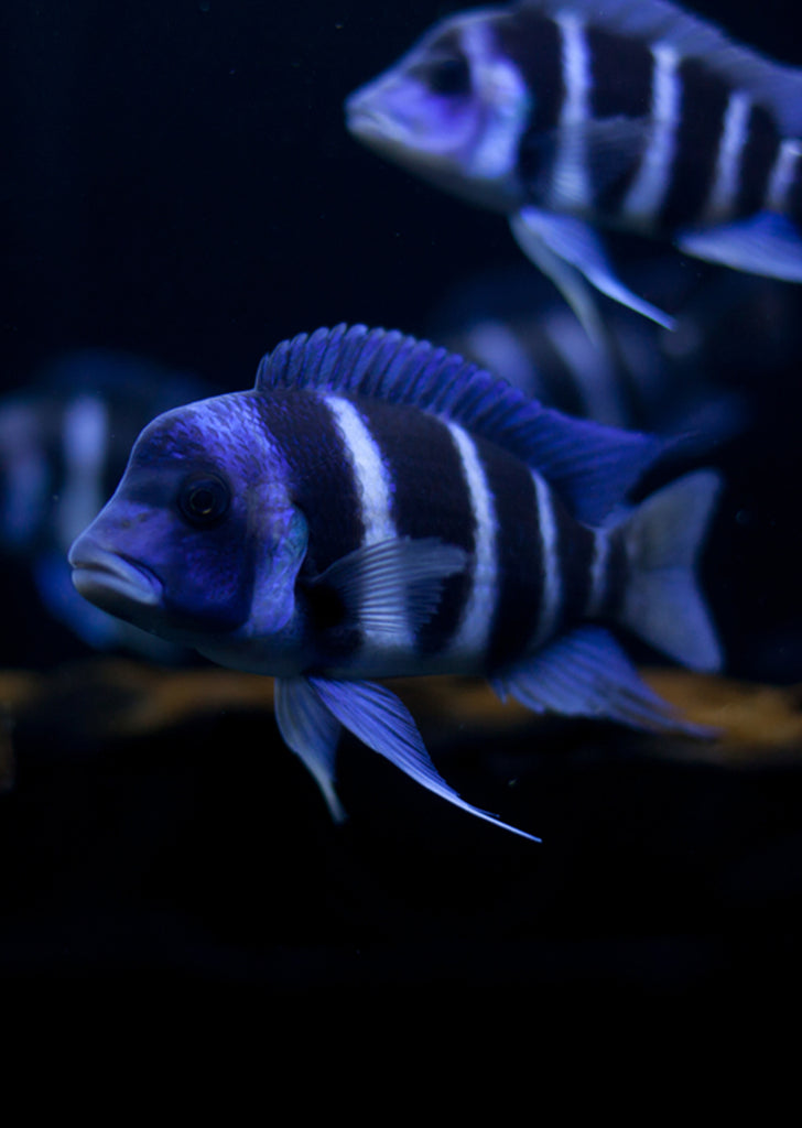 Frontosa Blue Mpimbwe