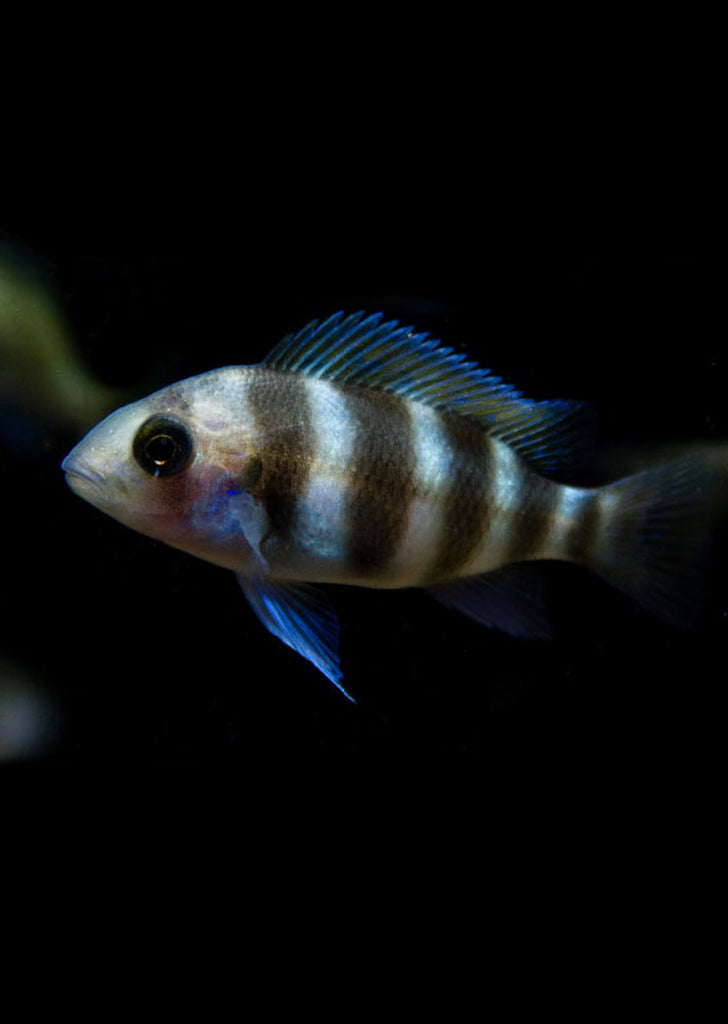 Frontosa Blue Mpimbwe