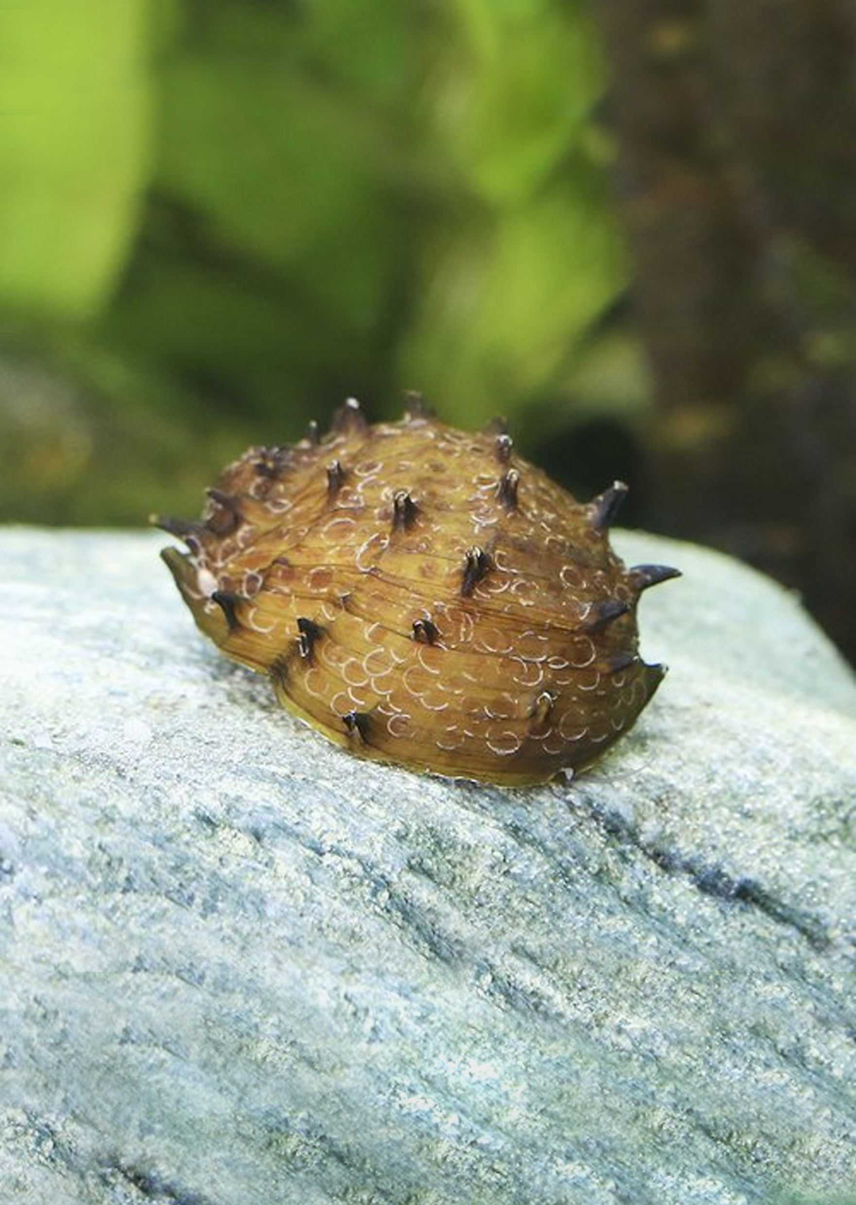 Fruit Snail | Live Tropical Fish UAE | Discus.ae