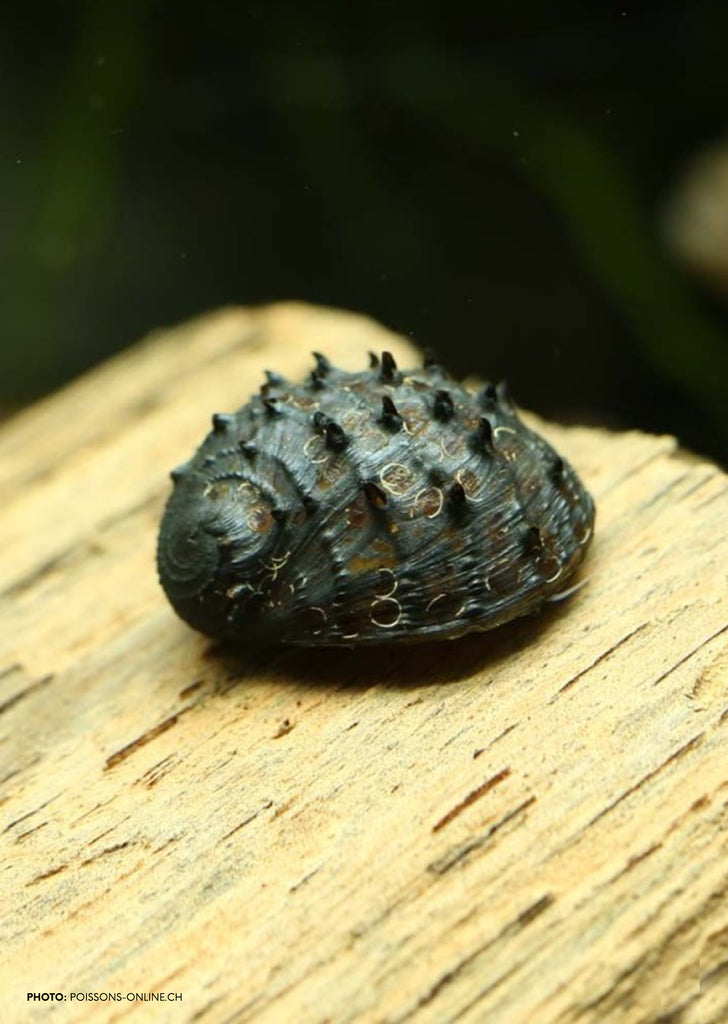 Fruit Snail