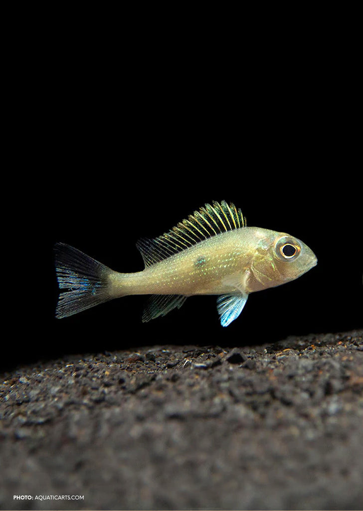 Geophagus sveni Rio Araguari