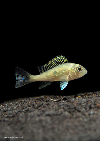 Geophagus sveni Rio Parana
