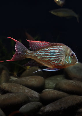 Geophagus sveni Rio Araguari