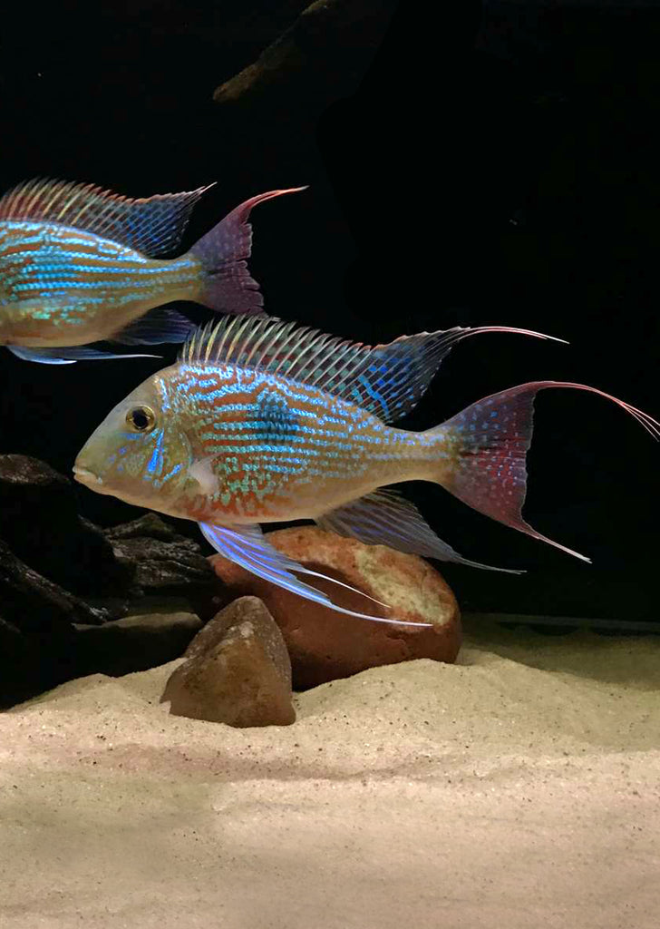 Geophagus sveni Rio Parana