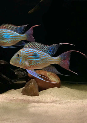 Geophagus sveni Rio Parana