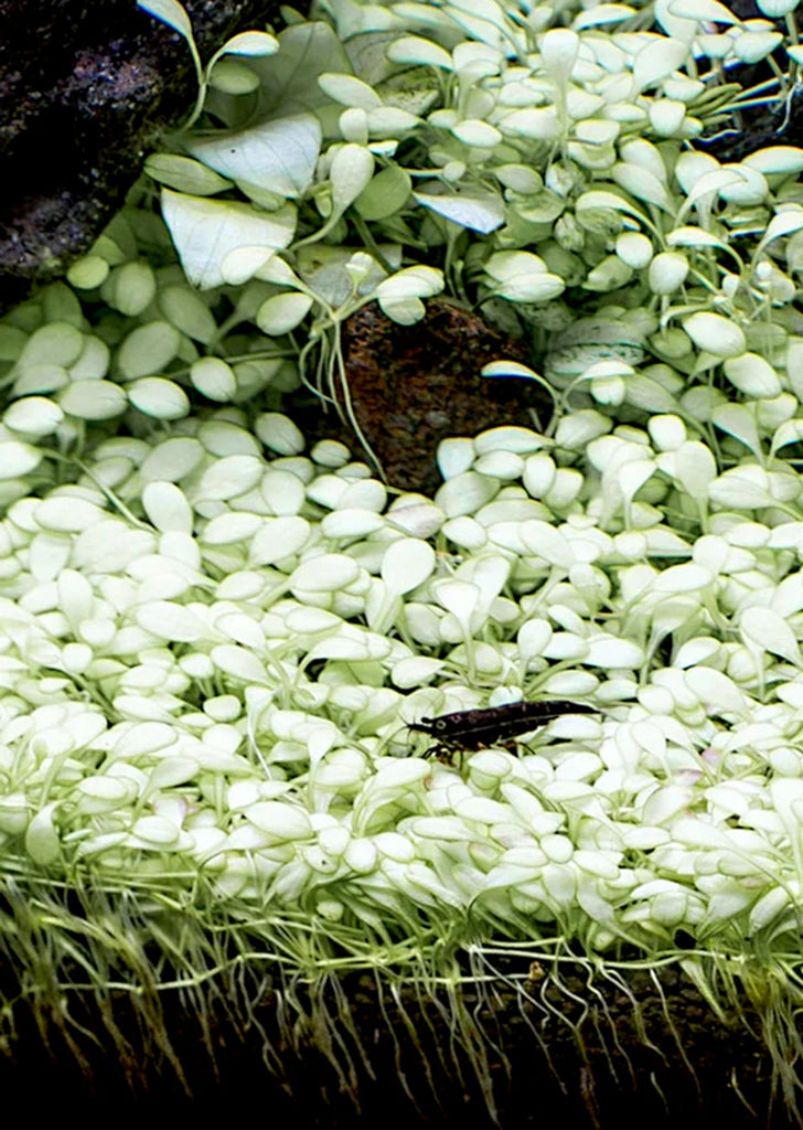 Glossostigma 'Platinum'