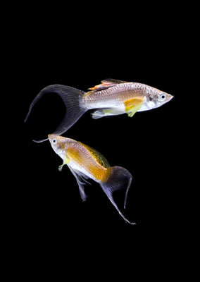 Golden Lyretail Molly (pair)