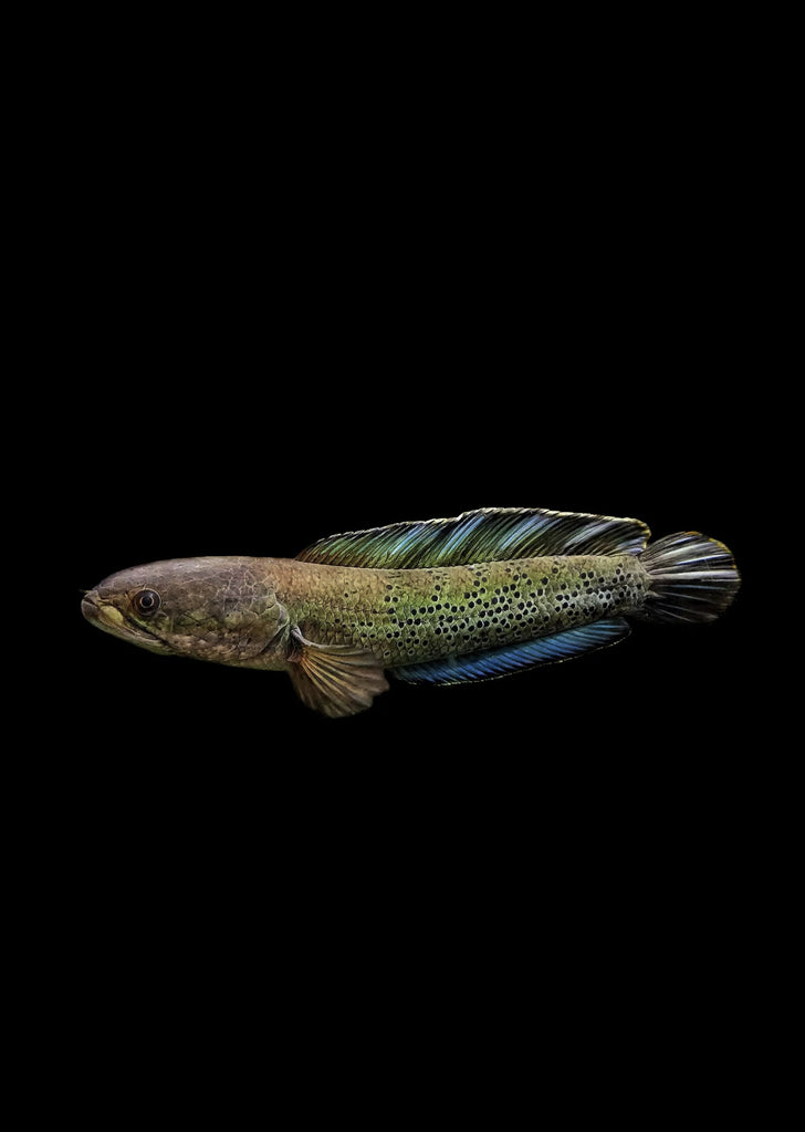 Golden Snakehead